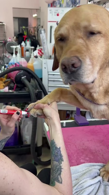 Pampered Paws